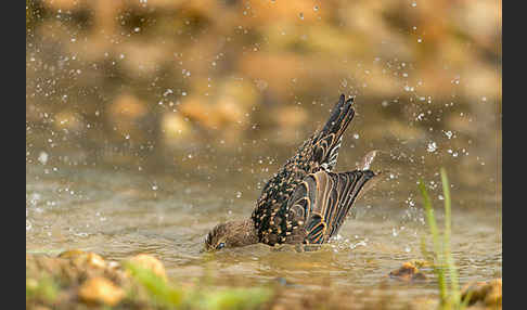 Star (Sturnus vulgaris)