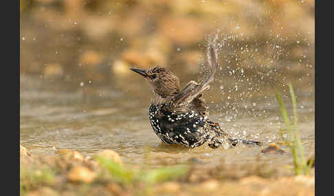 Star (Sturnus vulgaris)