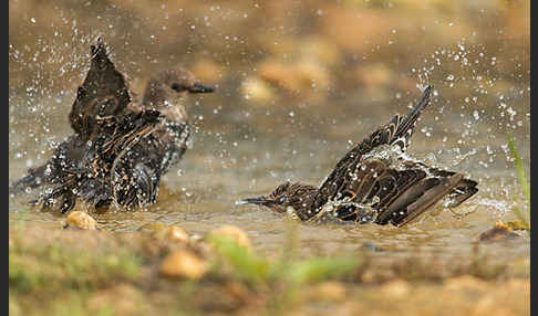 Star (Sturnus vulgaris)