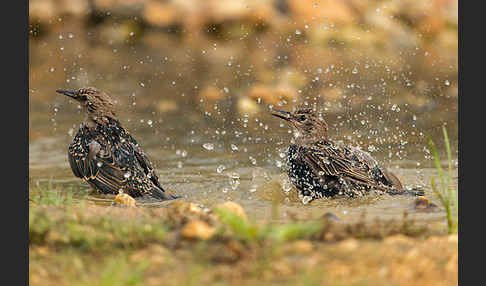 Star (Sturnus vulgaris)