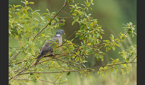 Ringeltaube (Columba palumbus)