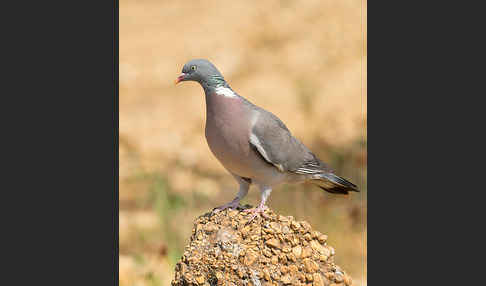 Ringeltaube (Columba palumbus)