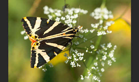 Spanische Flagge (Callimorpha quadripunctaria)