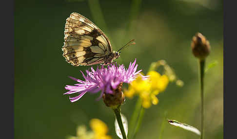 Schachbrett (Melanargia galathea)