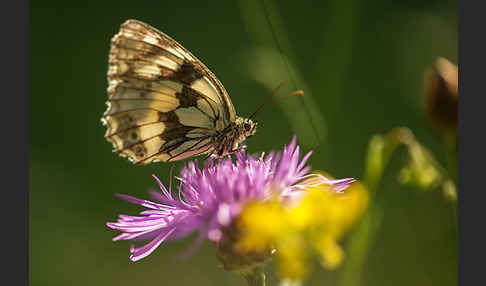 Schachbrett (Melanargia galathea)