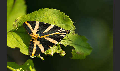 Spanische Flagge (Callimorpha quadripunctaria)