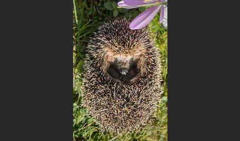 Igel (Erinaceus europaeus)