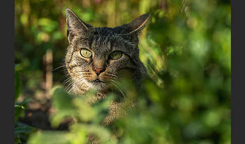 Hauskatze (Felis silvestris forma catus)