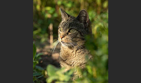 Hauskatze (Felis silvestris forma catus)