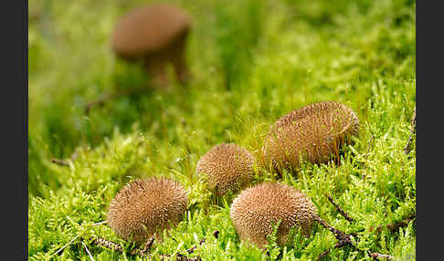 Igelstäubling (Lycoperdon echinatum)