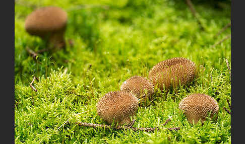 Igelstäubling (Lycoperdon echinatum)