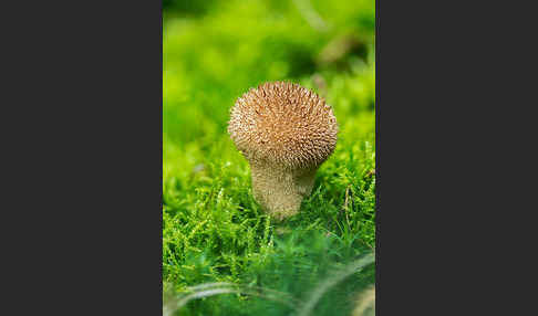 Igelstäubling (Lycoperdon echinatum)