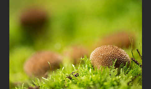 Igelstäubling (Lycoperdon echinatum)