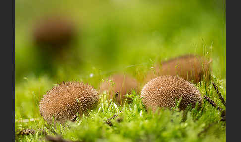 Igelstäubling (Lycoperdon echinatum)