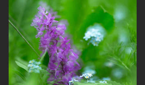 Manns-Knabenkraut (Orchis mascula)