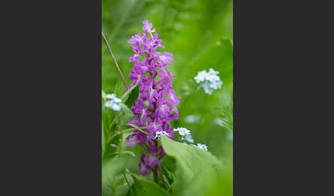 Manns-Knabenkraut (Orchis mascula)