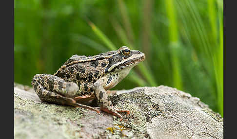 Kleinasiatischer Braunfrosch (Rana macrocnemis)