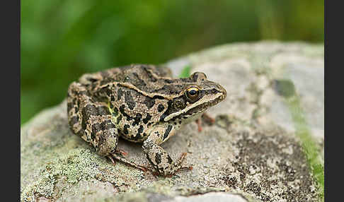 Kleinasiatischer Braunfrosch (Rana macrocnemis)