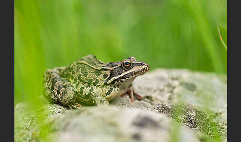 Kleinasiatischer Braunfrosch (Rana macrocnemis)