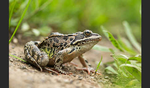 Kleinasiatischer Braunfrosch (Rana macrocnemis)