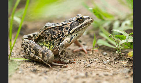 Kleinasiatischer Braunfrosch (Rana macrocnemis)