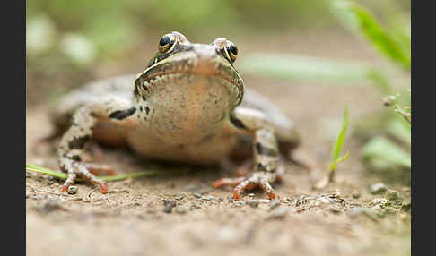 Kleinasiatischer Braunfrosch (Rana macrocnemis)