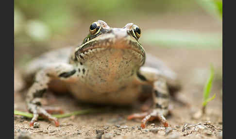 Kleinasiatischer Braunfrosch (Rana macrocnemis)