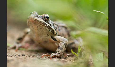 Kleinasiatischer Braunfrosch (Rana macrocnemis)