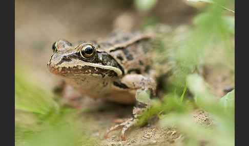 Kleinasiatischer Braunfrosch (Rana macrocnemis)