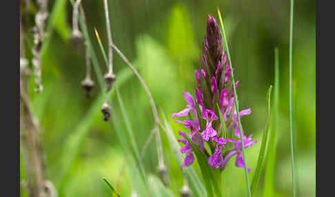 Persisches Knabenkraut (Dactylorhiza umbrosa)