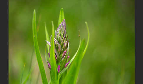 Persisches Knabenkraut (Dactylorhiza umbrosa)