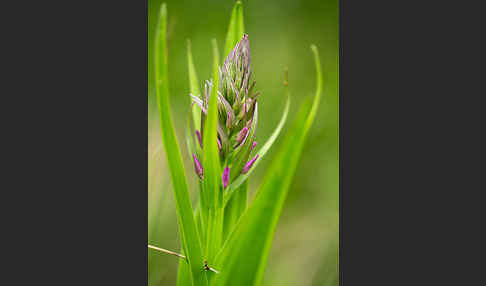 Persisches Knabenkraut (Dactylorhiza umbrosa)