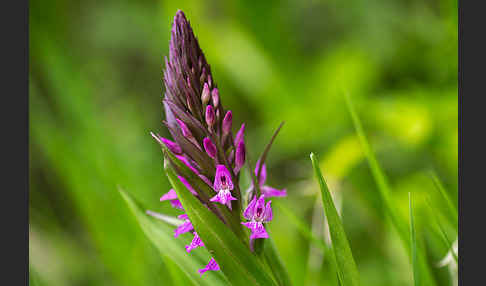 Persisches Knabenkraut (Dactylorhiza umbrosa)