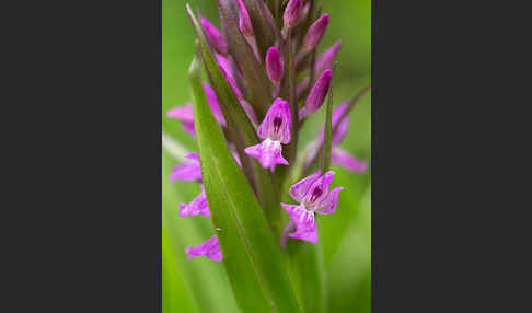 Persisches Knabenkraut (Dactylorhiza umbrosa)