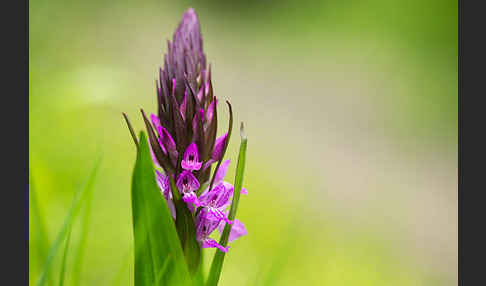 Persisches Knabenkraut (Dactylorhiza umbrosa)