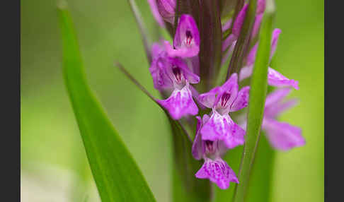 Persisches Knabenkraut (Dactylorhiza umbrosa)