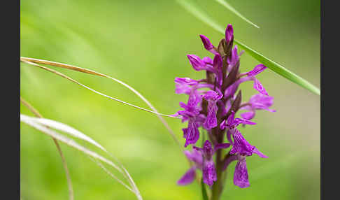 Persisches Knabenkraut (Dactylorhiza umbrosa)