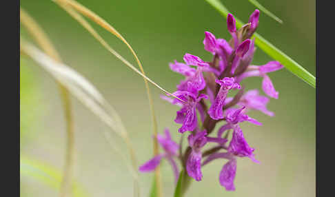 Persisches Knabenkraut (Dactylorhiza umbrosa)