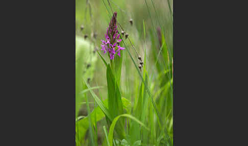 Persisches Knabenkraut (Dactylorhiza umbrosa)