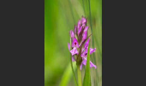 Persisches Knabenkraut (Dactylorhiza umbrosa)