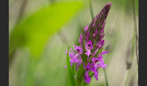 Persisches Knabenkraut (Dactylorhiza umbrosa)