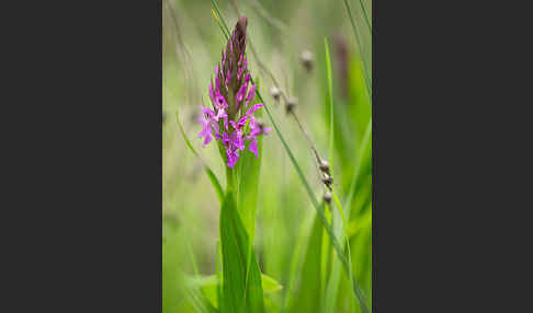 Persisches Knabenkraut (Dactylorhiza umbrosa)