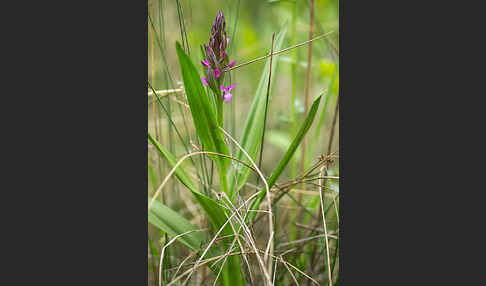 Persisches Knabenkraut (Dactylorhiza umbrosa)