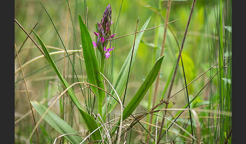 Persisches Knabenkraut (Dactylorhiza umbrosa)