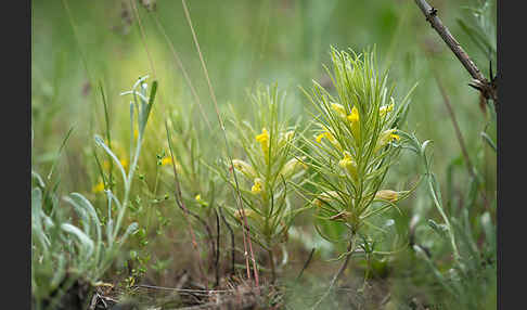 Bungea trifida (Bungea trifida)