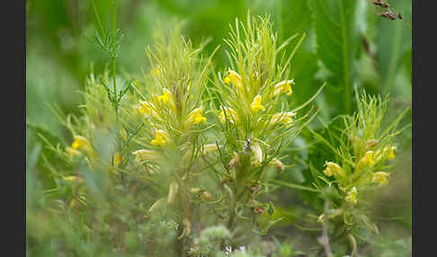 Bungea trifida (Bungea trifida)