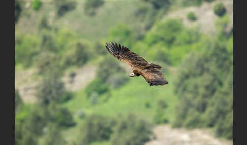 Mönchsgeier (Aegypius monachus)