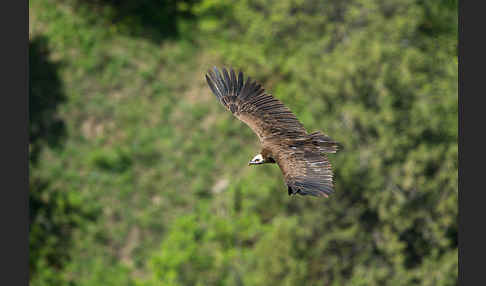 Mönchsgeier (Aegypius monachus)