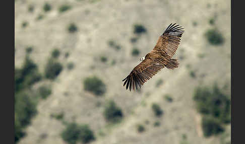 Mönchsgeier (Aegypius monachus)