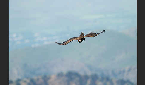 Mönchsgeier (Aegypius monachus)